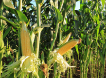 Corn stalks