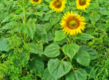 Sunflower stalks